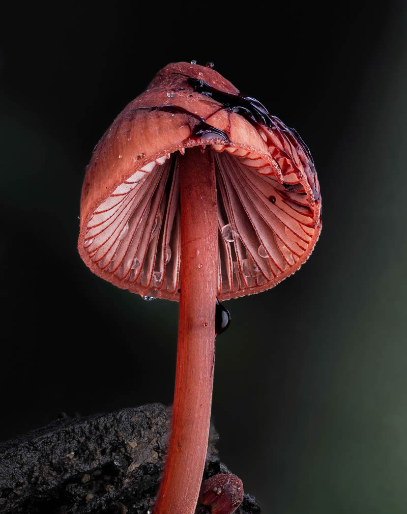 Macro Photography Of Slime Molds By Jay Lichter