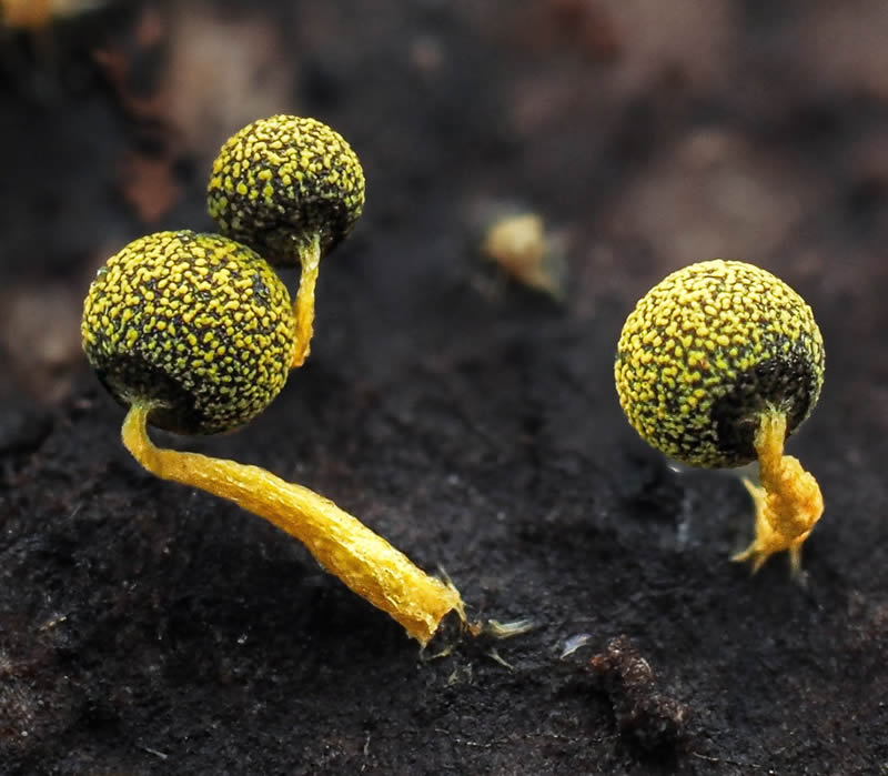 Macro Photography Of Slime Molds By Jay Lichter