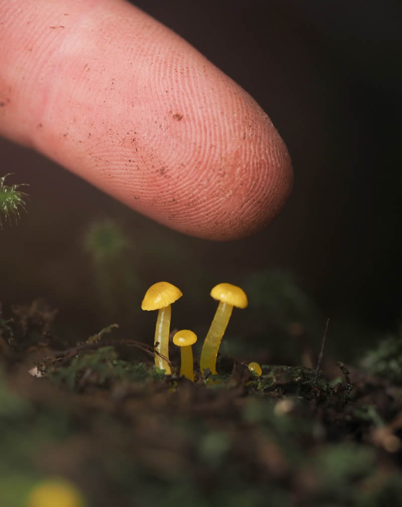 Macro Photography Of Slime Molds By Jay Lichter