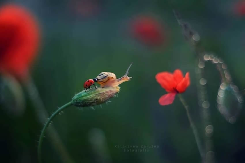 Snails Macro Photography By Katarzyna Zaluzna