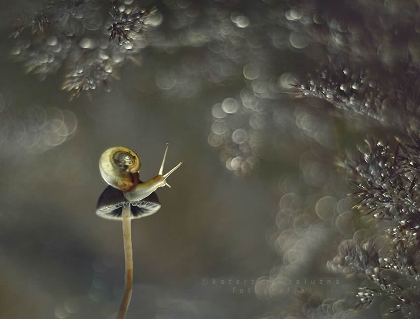 Snails Macro Photography By Katarzyna Zaluzna