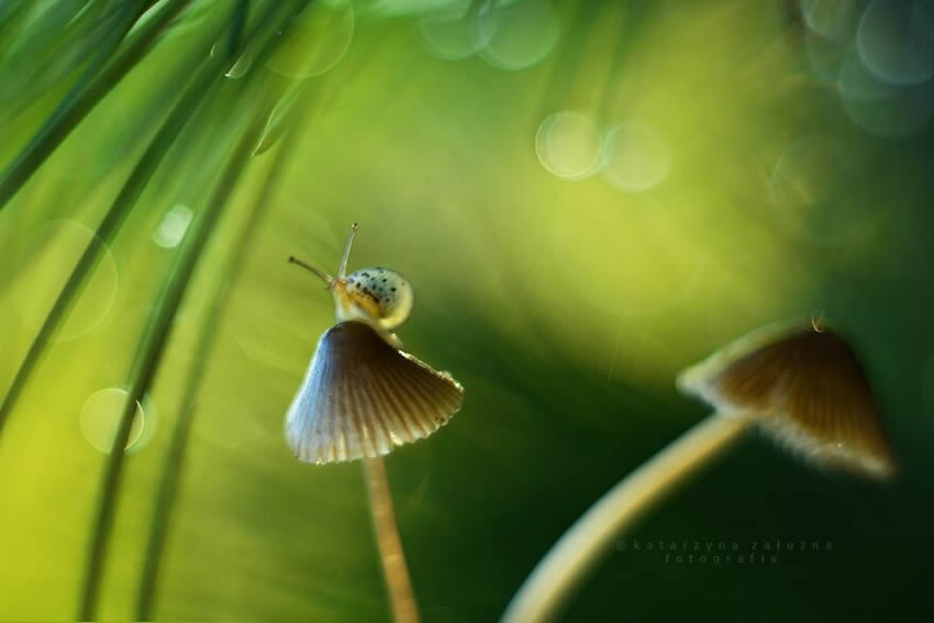 Snails Macro Photography By Katarzyna Zaluzna