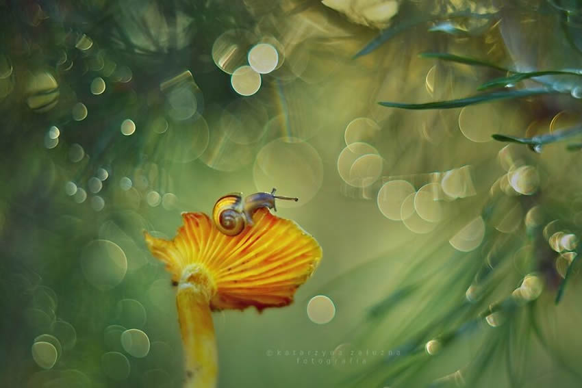 Snails Macro Photography By Katarzyna Zaluzna