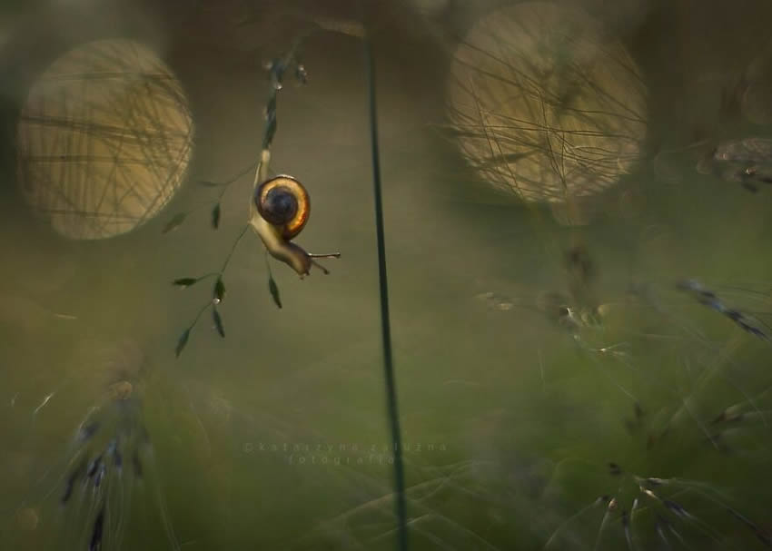 Snails Macro Photography By Katarzyna Zaluzna