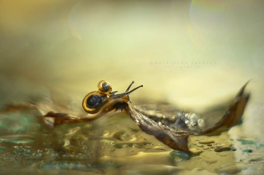 Snails Macro Photography By Katarzyna Zaluzna