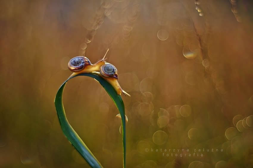 Snails Macro Photography By Katarzyna Zaluzna