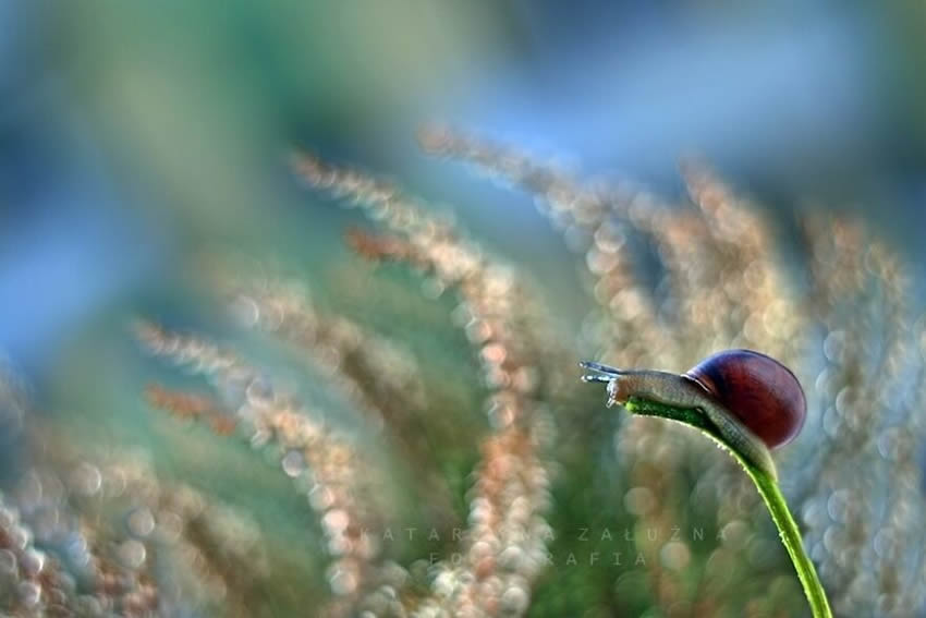 Snails Macro Photography By Katarzyna Zaluzna