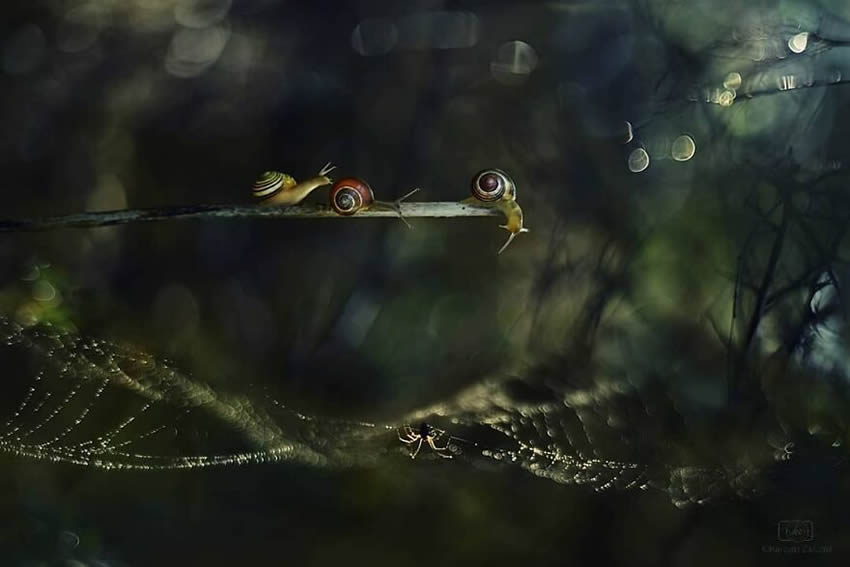 Snails Macro Photography By Katarzyna Zaluzna