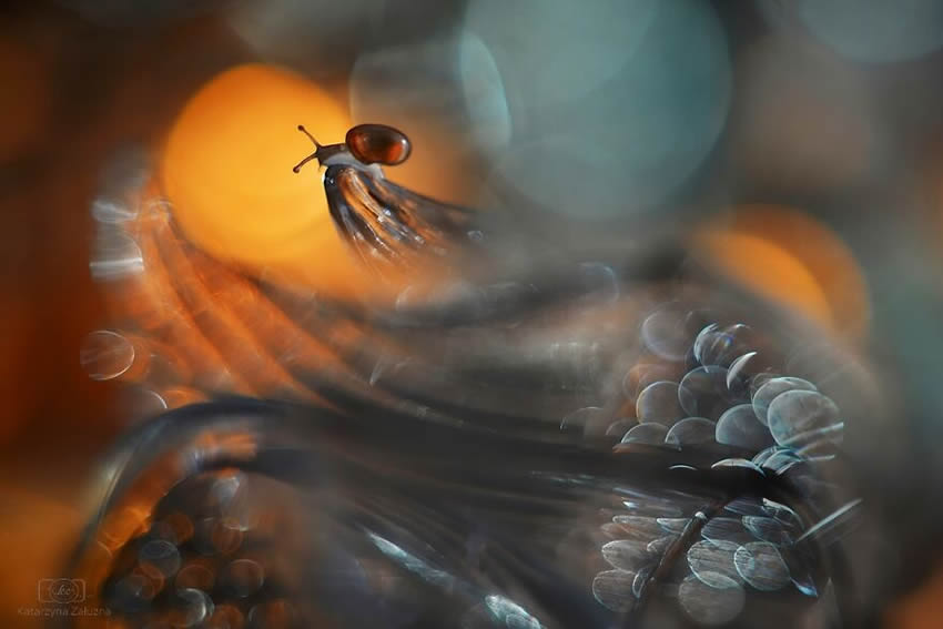 Snails Macro Photography By Katarzyna Zaluzna