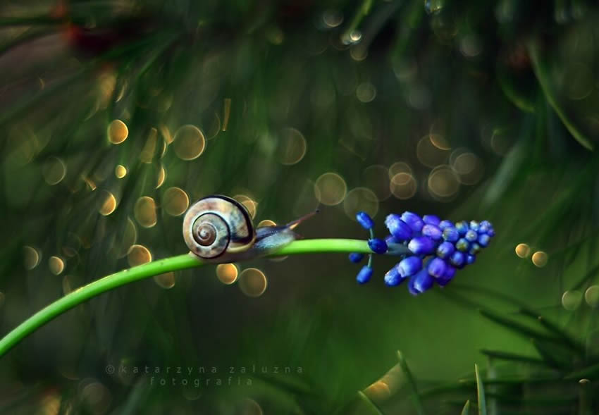 Snails Macro Photography By Katarzyna Zaluzna