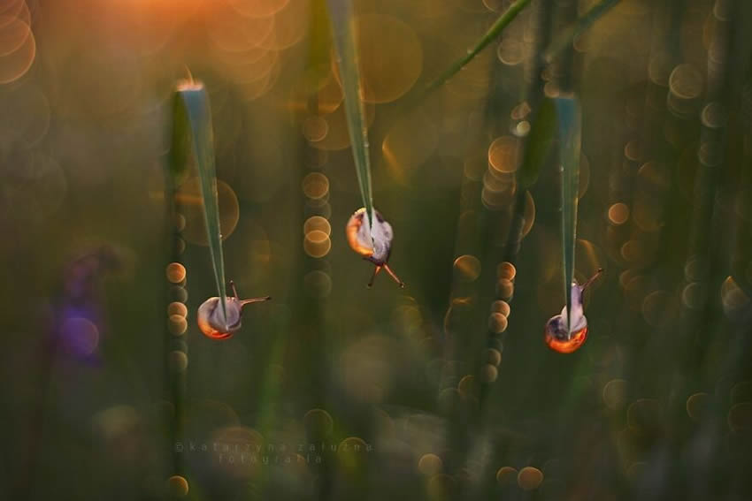 Snails Macro Photography By Katarzyna Zaluzna