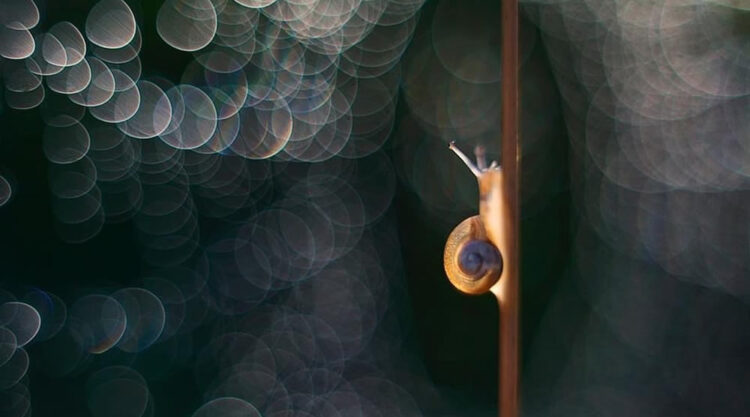 Snails Macro Photography By Katarzyna Zaluzna