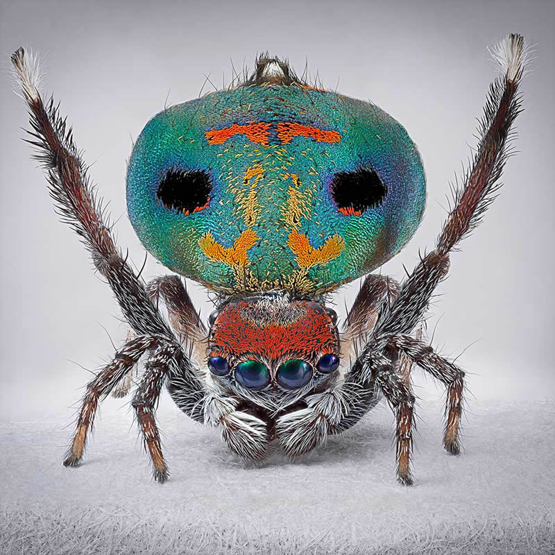 Vibrant Portraits Of Spiders By Maria Fernanda Cardoso