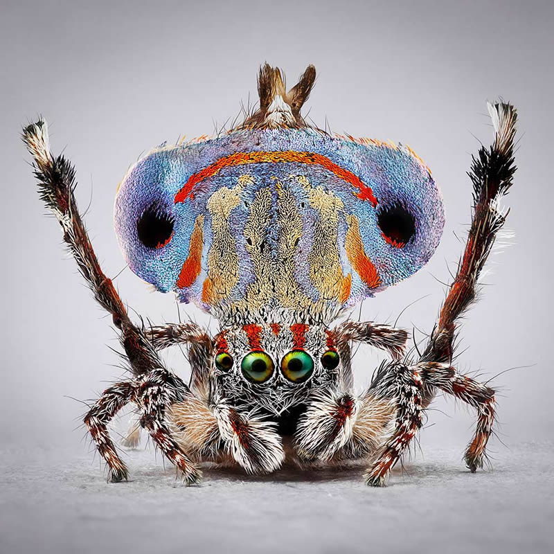 Vibrant Portraits Of Spiders By Maria Fernanda Cardoso