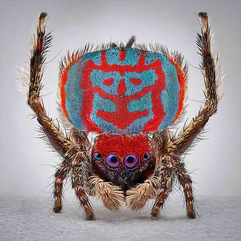 Vibrant Portraits Of Spiders By Maria Fernanda Cardoso