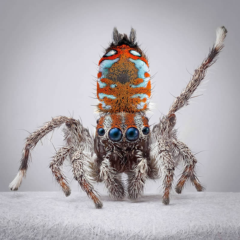 Vibrant Portraits Of Spiders By Maria Fernanda Cardoso