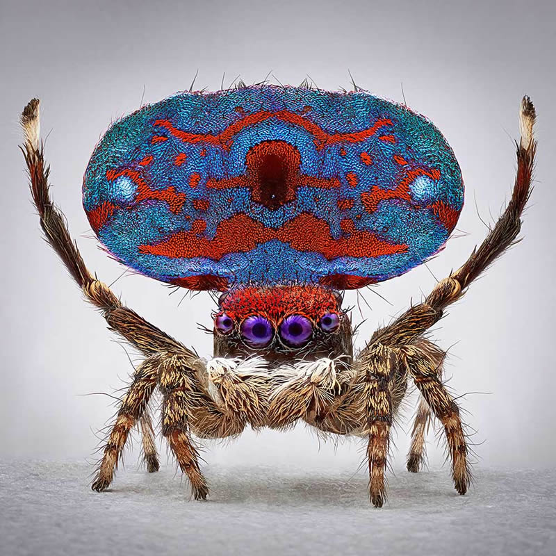 Vibrant Portraits Of Spiders By Maria Fernanda Cardoso