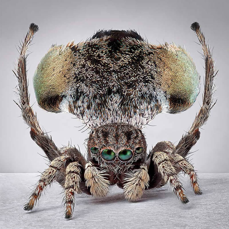 Vibrant Portraits Of Spiders By Maria Fernanda Cardoso