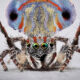 Vibrant Portraits Of Spiders By Maria Fernanda Cardoso