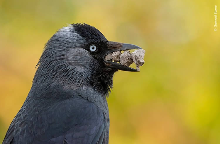 Wildlife Photographer Of The Year 2024 Highly Commended Photos