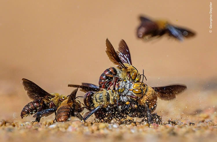 Wildlife Photographer Of The Year 2024 Highly Commended Photos