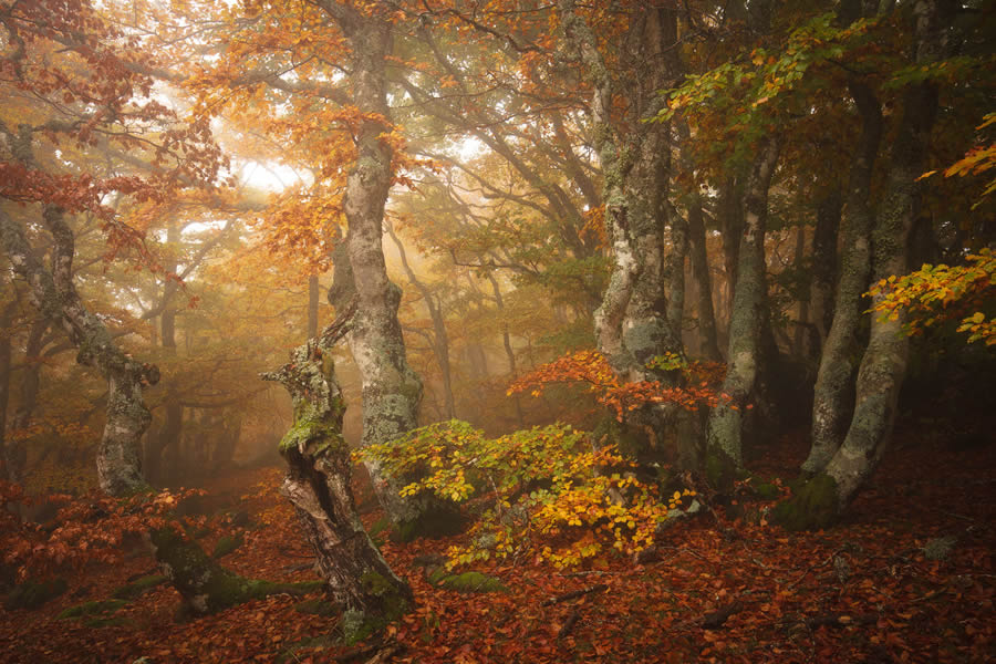 Autumn Photos In The Woods By Daniel Paravisini