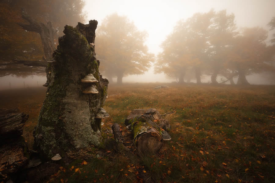 Autumn Photos In The Woods By Daniel Paravisini