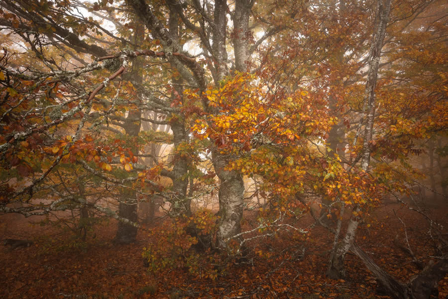 Autumn Photos In The Woods By Daniel Paravisini