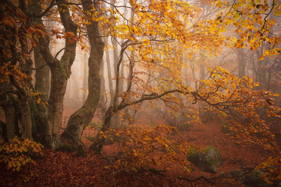 Autumn Photos In The Woods By Daniel Paravisini