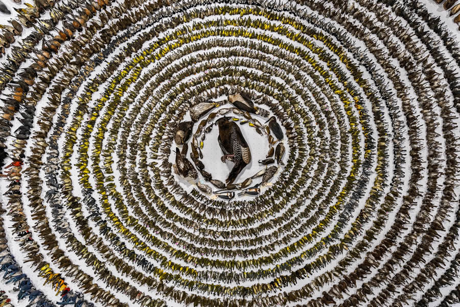 Bird Photographer of the year 2024 winners