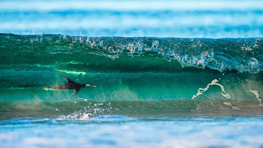 Bird Photographer of the year 2024 winners