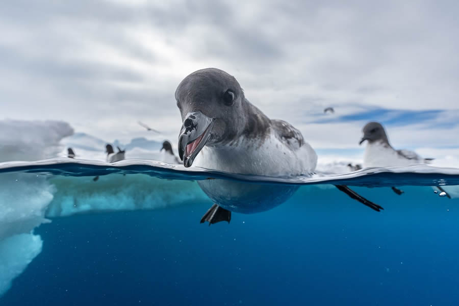 Bird Photographer of the year 2024 winners