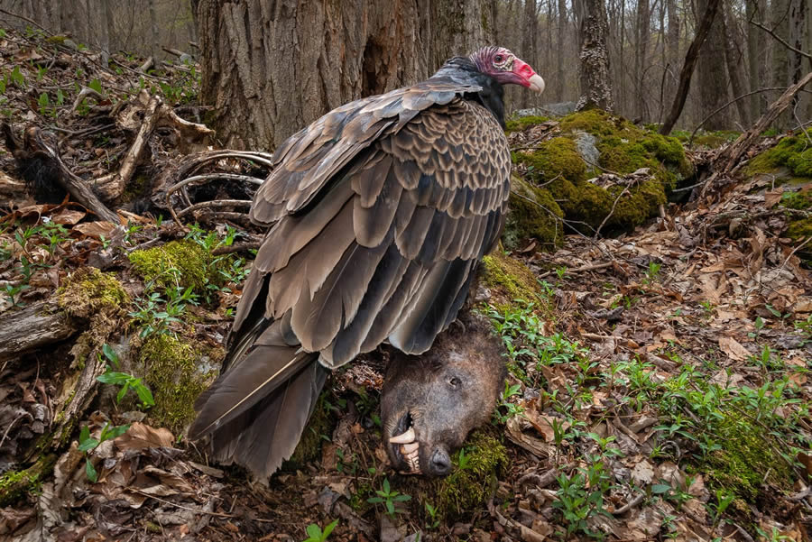 Bird Photographer of the year 2024 winners