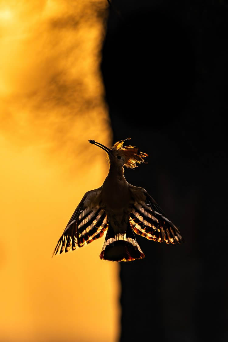 Bird Photographer of the year 2024 winners