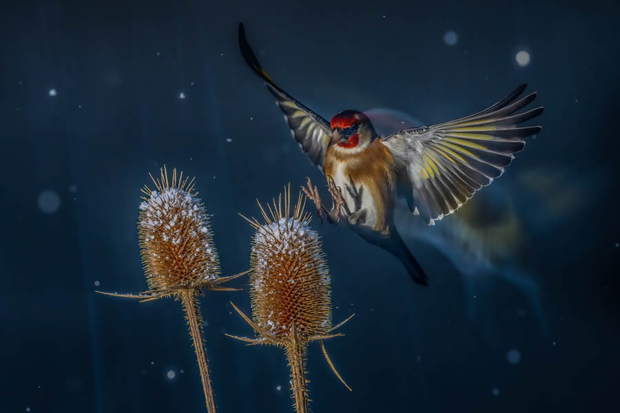 Bird Photographer of the year 2024 winners