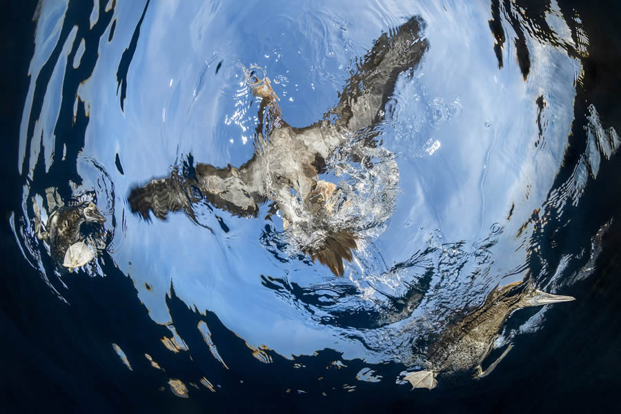 Bird Photographer of the year 2024 winners