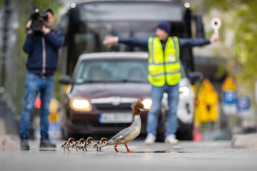 Bird Photographer of the year 2024 winners