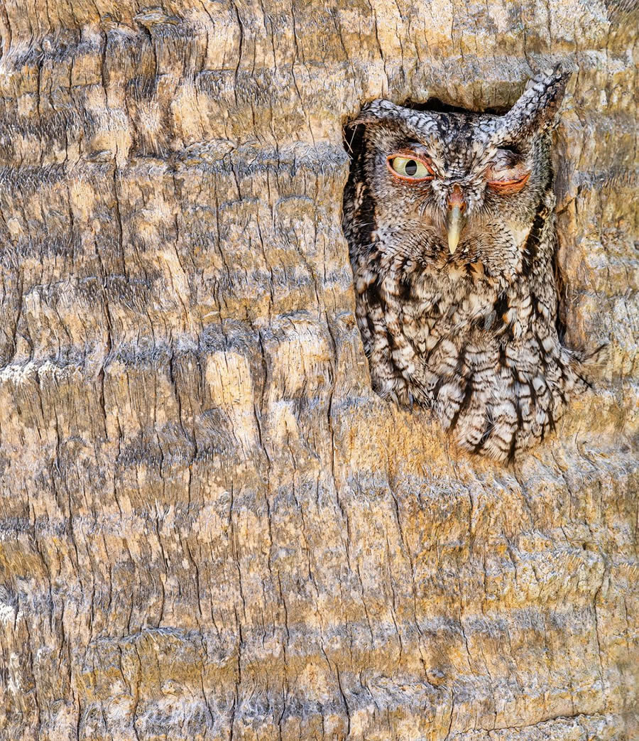 Bird Photographer of the year 2024 winners