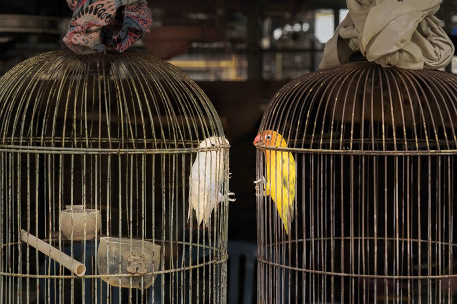 Bird Photographer of the year 2024 winners