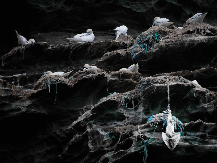 Bird Photographer of the year 2024 winners