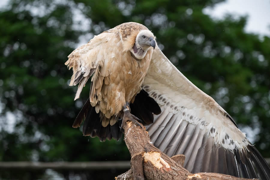 Bird Photographer of the year 2024 winners