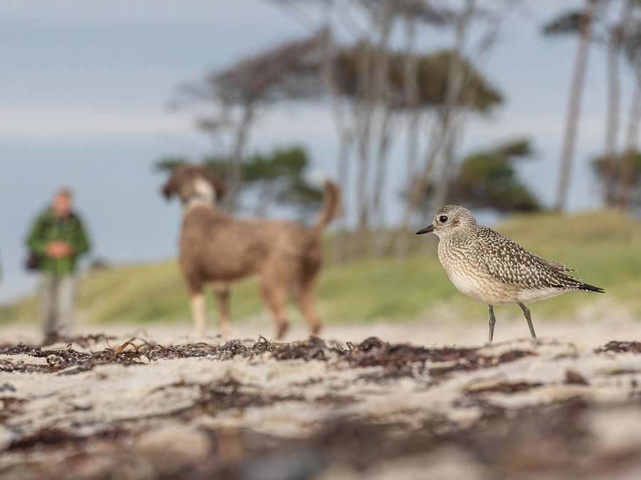 Bird Photographer of the year 2024 winners