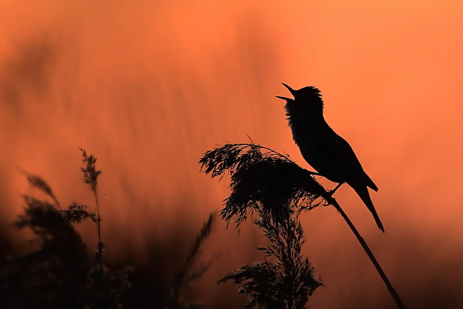 Bird Photographer of the year 2024 winners