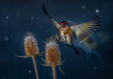 Bird Photographer of the year 2024 winners