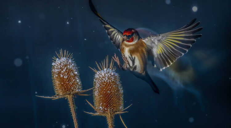 Bird Photographer of the year 2024 winners