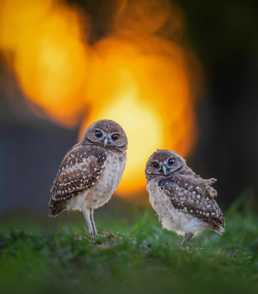 Beautiful Owl Birds Photography By Theodore Emery