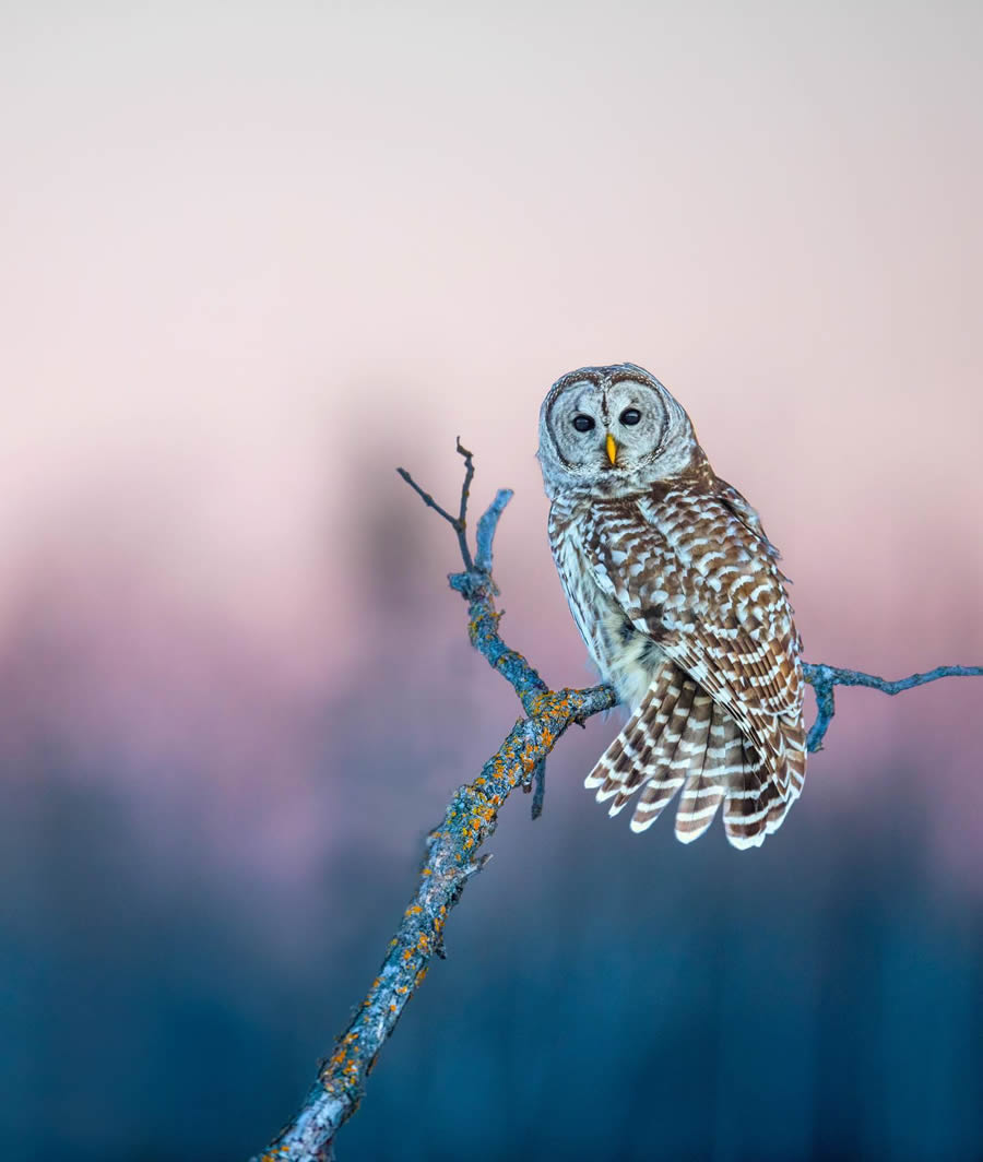 Beautiful Owl Birds Photography By Theodore Emery