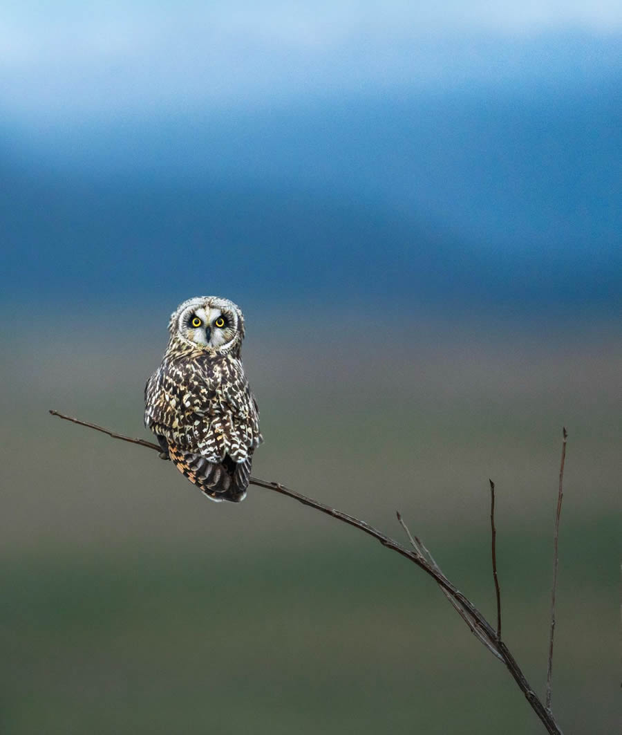 Beautiful Owl Birds Photography By Theodore Emery