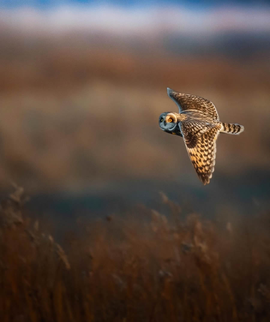 Beautiful Owl Birds Photography By Theodore Emery