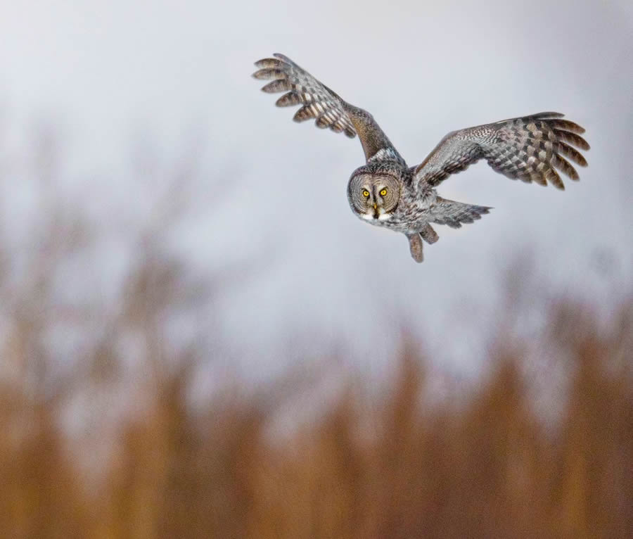 Beautiful Owl Birds Photography By Theodore Emery